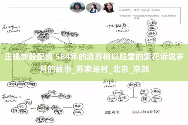 正规炒股配资 584年的流苏树以胜雪的繁花诉说岁月的故事_苏